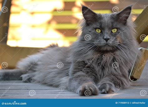 Grey Maine Coon