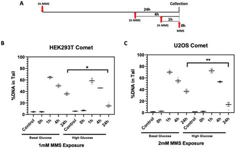 Glucose Increases STAT3 Activation, Promoting Sustained XRCC1 ...