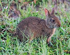 Image result for Carolina Marsh Rabbit