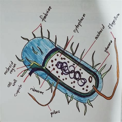 [Solved] How can I draw a model of a Bacillus cereus bacterial cell ...