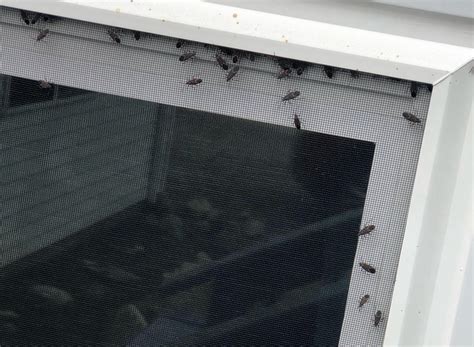 Boxelder Bugs: Back in the Mix - Insect Diagnostic Lab