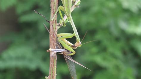 Praying Mantis Hunting 的图像结果