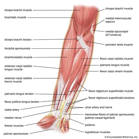 Diagram Of Arm Muscles And Bones at Luis Petty blog