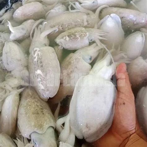 Jual Balakutak Segar Cumi Blakutak Hitam Seafood Cumi Cumi Basah Segar ...