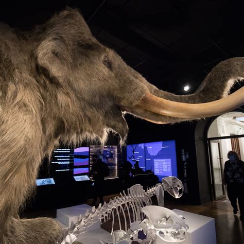 Woolly Mammoth Extinction Cause
