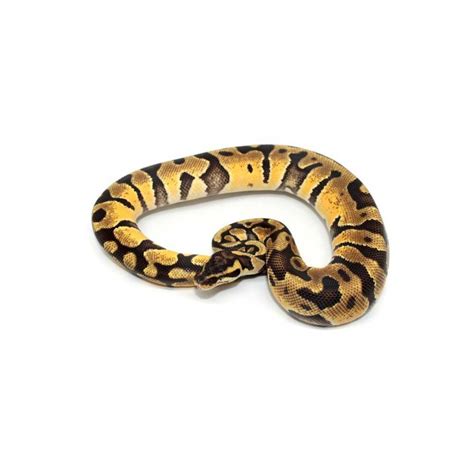Image result for Enchi Royal Python