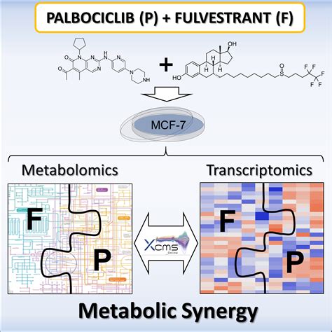 Palbociclib and Fulvestrant Act in Synergy to Modulate Central Carbon ...
