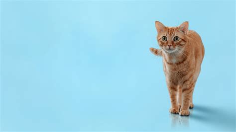 Tour Our Animal Hospital in Gaithersburg, MD | Best Friends Veterinary ...