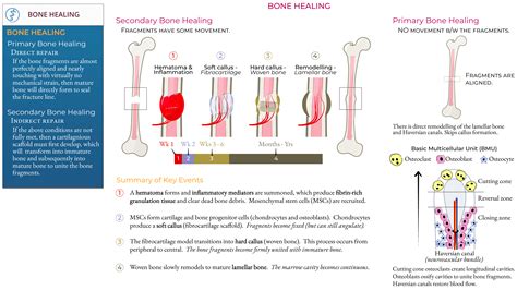 Image result for Bone Healing Process