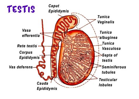 The part of the male reproductive system which connects testis with epididymis is?