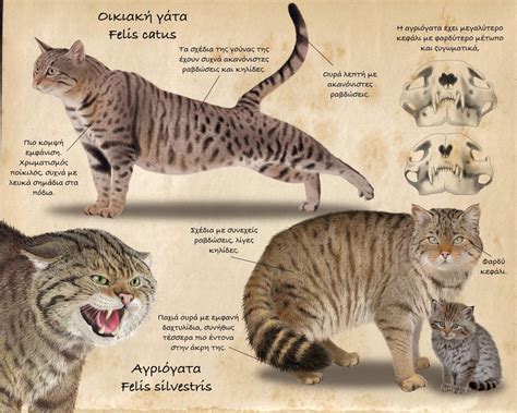 Differences Between European Wild Cat And Domestic Cat Explained