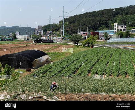 agriculture in Daegu, province Gyeongsangbuk-do, South Korea, Asia Stock Photo - Alamy