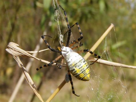 Through Handlens and Binoculars: Argiope Spiders