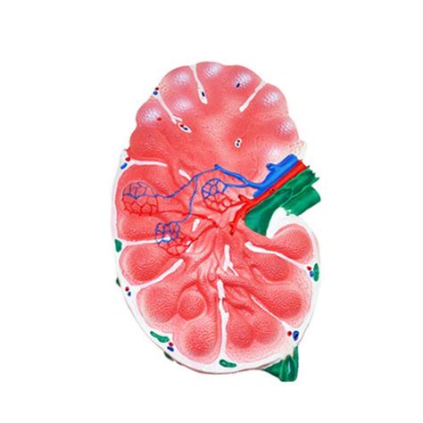 Buy Learning props d Model of Lymph Nodes, Junior High School Biology ...