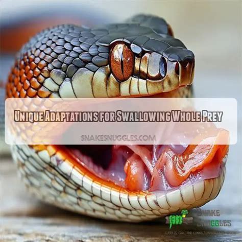 Image result for How Snakes Digest Food