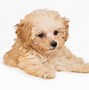 Image result for Cute Toy Dog Breeds