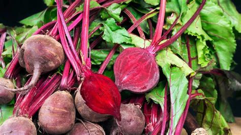 Red or pink urine after eating beetroot? Understanding beeturia, its ...