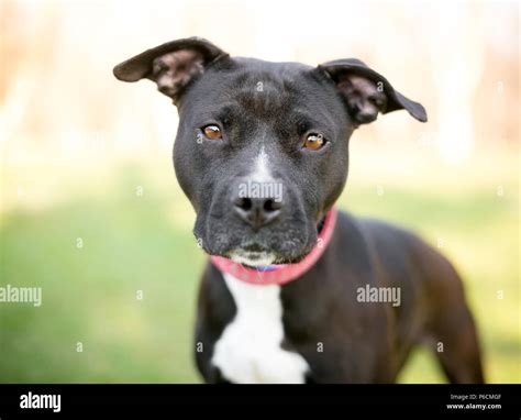 Black And White Terrier Mix