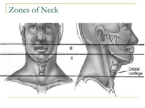Anatomy Lect 3 Head & Neck | PPT