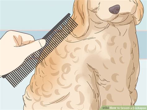 Image result for Clipping a Cockapoo