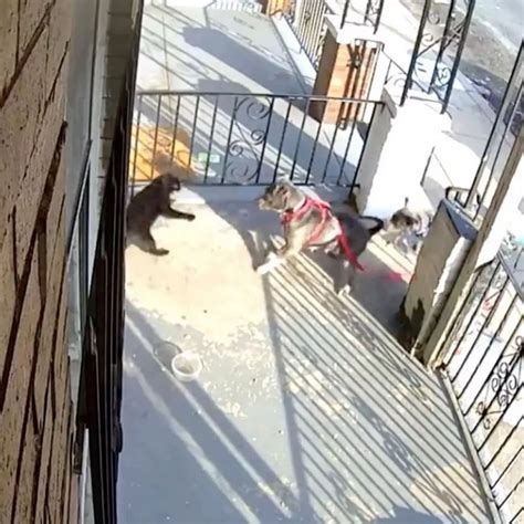 Why Do Dogs Want To Attack Cats