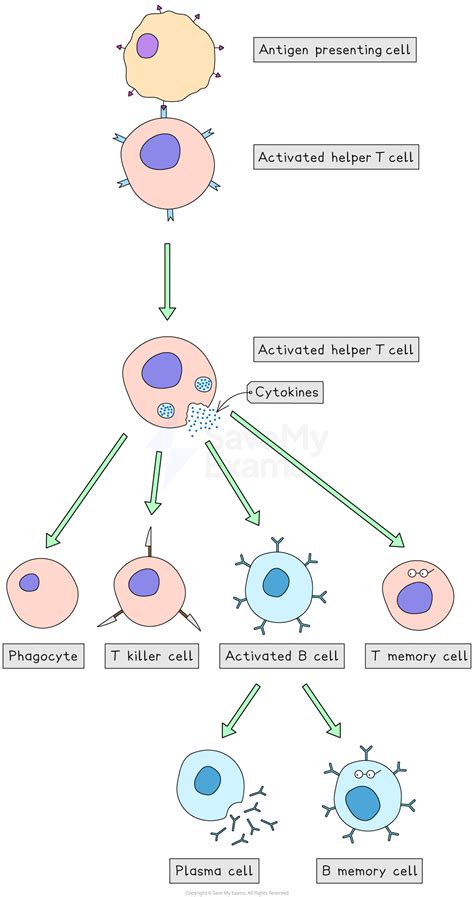 Memory T Cells A Level Biology