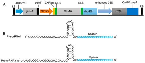Application of CRISPR/CasΦ2 System for Genome Editing in Plants