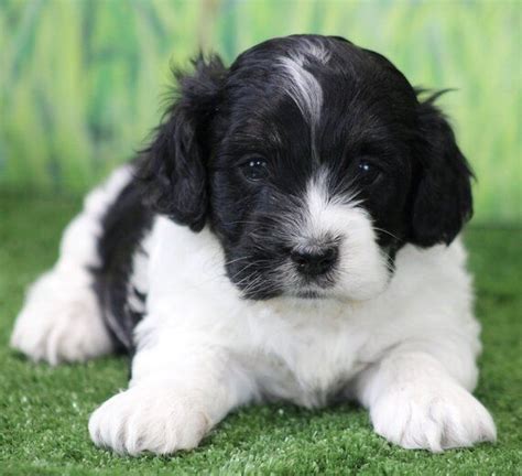 Image result for White Cockapoo