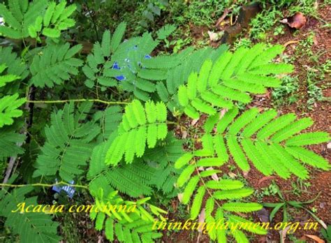 Medicinal Plant Details