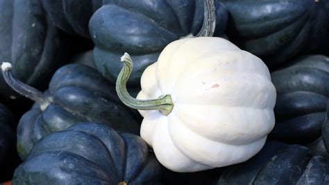 Is Acorn Squash Good for You? - The Paleo Diet®