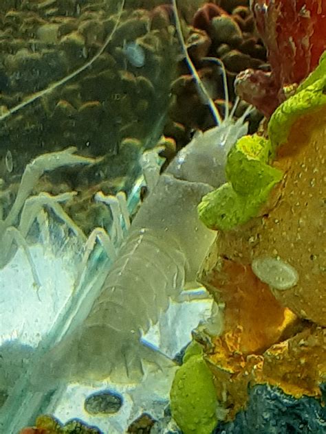 Image result for Crayfish Redstone Tutorial