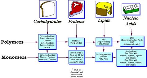 nucleic acid polymer | macromolecules | Pinterest | Nucleic acid ...