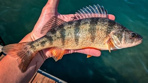 What Is The Average Size Of Yellow Perch In 2026?