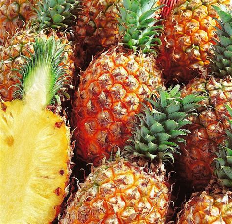 跟菠萝凤梨有关的成语_凤梨和菠萝的区别是什么 凤梨有哪些营养价值_组词网_www.zuciwang.com
