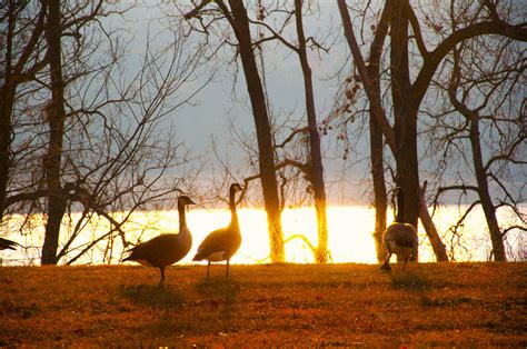 Alien Presence 的图像结果