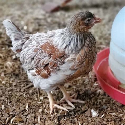 Blue Laced Red Wyandotte: Eggs, Height, Size and Raising Tips