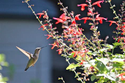 Hummingbird Flowers