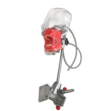 Buy Dental Simulator, Training Simulator, Manikin Phantom Head, Plastic ...