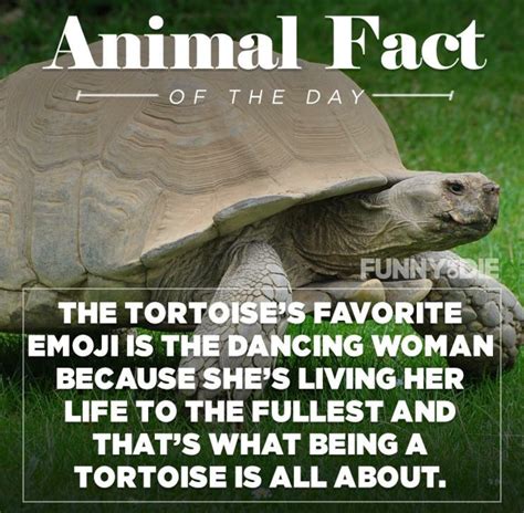 Animal Fact Quotes