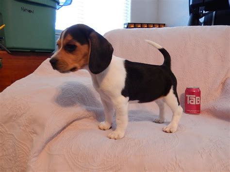 images.search.yahoo.com images view;_ylt=AwrB8pve_GFXbQQA0juInIlQ;_ylu ...