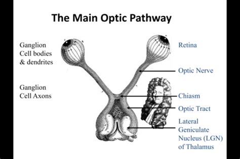 Image result for Parallel Processing Eye