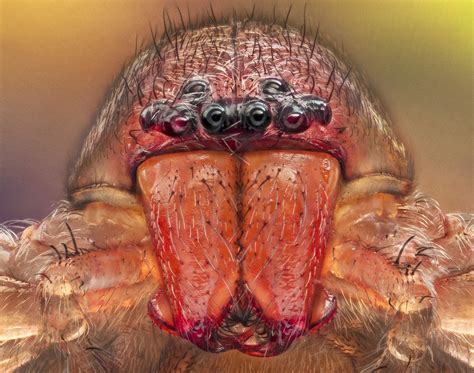 How Many Eyes Do Spiders Have?