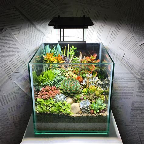 Succulent terrarium, Aquarium garden, Terrarium