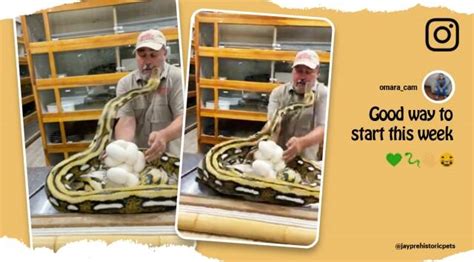 Image result for Python Attacks Jet Skier