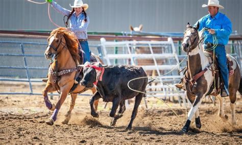 Image result for Team Roping Rodeo