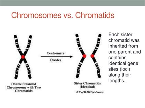 PPT - Chapter 2 Mitosis and Meiosis PowerPoint Presentation, free ...