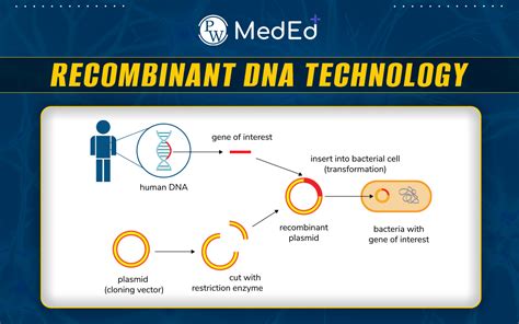 Recombinant DNA Technology Class 12 的图像结果