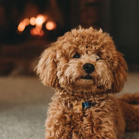 Las razas de perros pequeños más populares [2024]