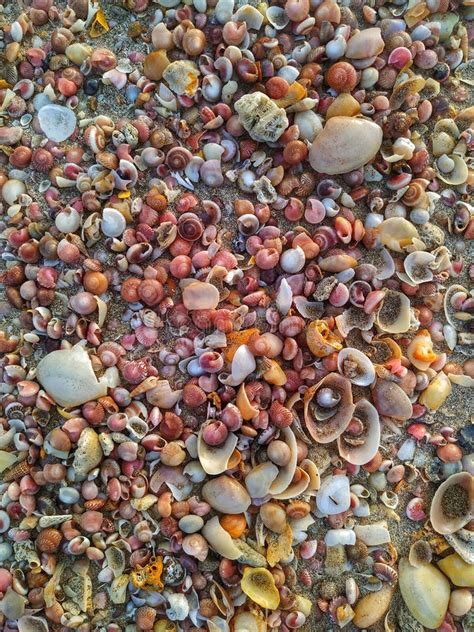 Image result for Colorful Sea Shells On Beach