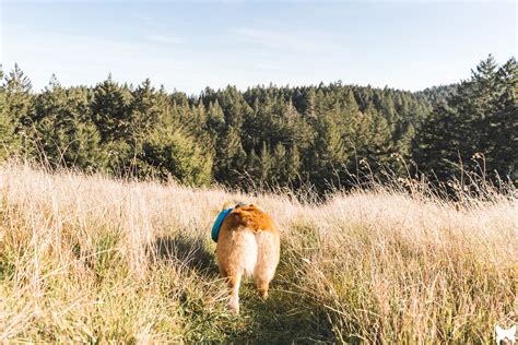 Travelog VI || Mt. Tam Rock Spring Trailhead — LITTLECOOPERBEAR